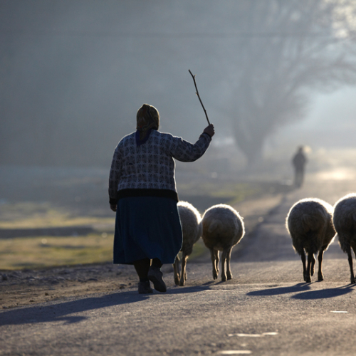 Nainen paimentaa lampaita.