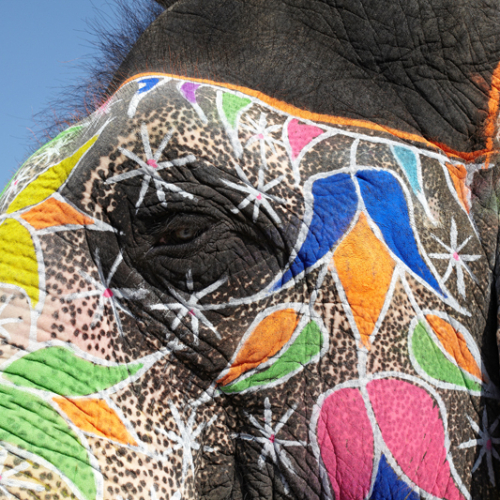 Intialainen koristeltu norsu.